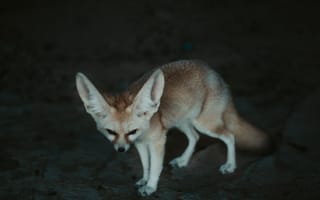 Картинка Животные, Дикая Природа, Фенек, Лисица, Зверек