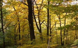 Обои Природа, Деревья, Осень, Лес, Ветки