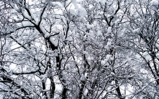 Картинка Зима, Природа, Снег, Деревья