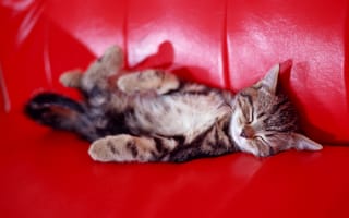 Картинка кошка, кошки, котенок, красный, диван, спит, серый, полосатый