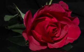 Картинка розы, бутон, роза, красная, лепестки
