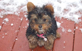 Обои зима, снег, ошейник, пес, собака