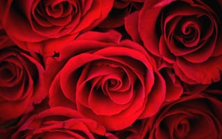 Картинка розы, бутоны, красные, лепестки