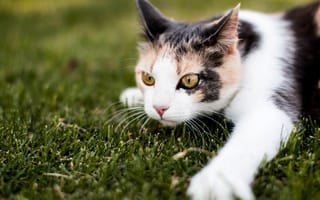 Обои кошка, мордочка, лапа, трава, кот, взгляд