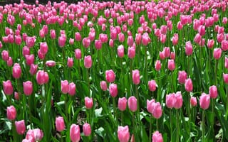 Картинка тюльпаны, поле, розовые