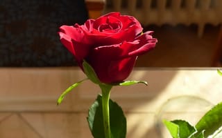 Картинка розы, одиночка