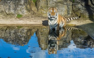 Картинка тигры, полосатый