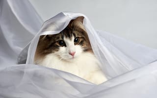 Картинка кошка, портрет, тюль