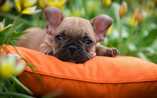 Картинка французский, бульдог, щенок, подушка, трава