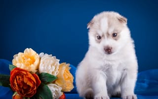 Картинка щенок, хаски, цветы