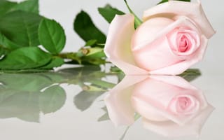 Обои розы, бутон, роза, отражение, розовый
