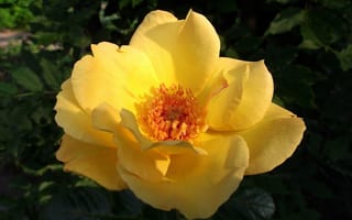 Картинка розы, желтый