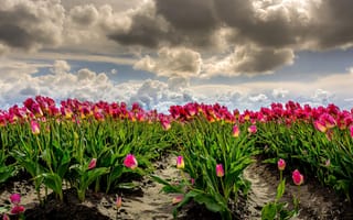 Картинка тюльпаны, нидерланды, поле, много, ветер, небо, облака, фотошоп