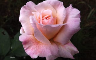 Обои розы, макро, розовый