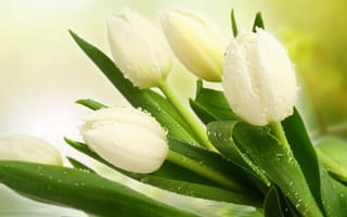Картинка тюльпаны, белые, букет, капли, листья
