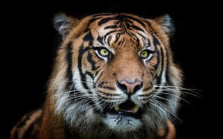 Картинка тигры, хищник