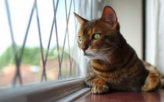 Картинка кошка, окно, глаза, взгляд, абиссинская