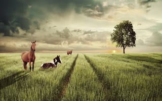 Обои лошадь, колея, трава, дерево, поле, солнце, небо, пейзаж, облака