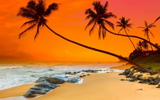 Обои природа, тропики, tropical, paradise, shore, beach, sunset, пляж, sea, море, sand, песок, берег, закат, пальмы