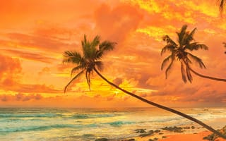 Картинка природа, тропики, берег, paradise, tropical, shore, sea, закат, пляж, море, sunset, beach, пальмы, песок, sand