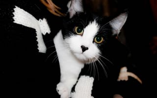 Картинка кошка, шарф, кот, черно-белая