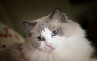 Картинка кошка, взгляд, пушистая, рэгдолл, мордочка, голубые, глаза
