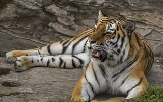 Картинка тигры, хищник