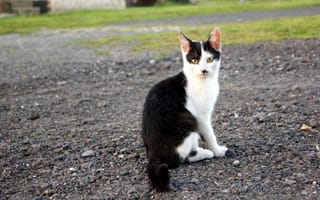 Картинка кошка, черно-белый