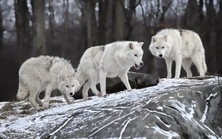 Картинка волки, камень, снег, хищники, белые, лес