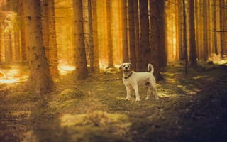 Обои собака, солнце, лес