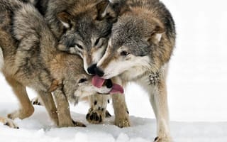Картинка волки, зима, языки, снег