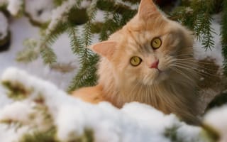 Картинка кошка, снег, взгляд, рыжий, кот, зима, ветки, мордочка