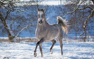 Картинка автор, oliverseitz, лошадь, конь, серый, бег, движение, грация, загон, зима, снег