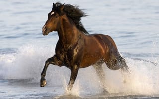 Картинка лошадь, конь, брызги, вода
