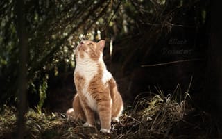 Картинка кошка, природа, by, ellieeh