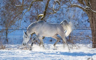 Картинка автор, oliverseitz, лошадь, конь, серый, рысь, бег, движение, грация, сила, игривый, зима, снег, загон