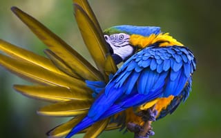 Картинка животные, попугаи, птица, попугай, перья, сине-жёлтый, ара