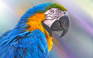 Картинка животные, попугаи, птица, попугай, клюв, перья, сине-жёлтый, ара