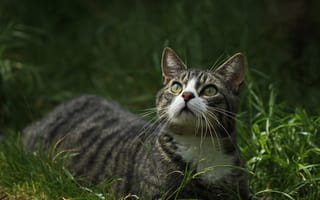 Картинка кошка, зеленоглазая, взгляд, трава