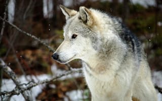 Обои волки, волк, лес, серый, снег