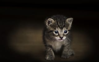 Картинка кошка, тёмный, фон, малыш, текстура, котёнок