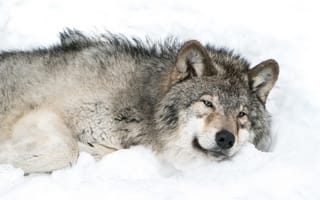 Картинка волки, снег, серый, волк