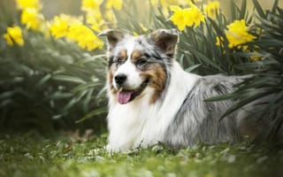 Картинка собака, нарциссы, цветы