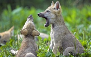 Картинка волки, трава, щенки, волчата