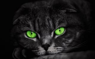 Картинка кошка, зеленые, глаза