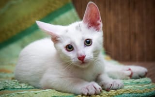 Картинка кошка, котенок, коврик, белый, глаза, портрет, взгляд, лежит, пол