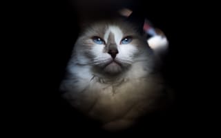 Картинка кошка, голубоглазый, портрет, фон, черный, темнота, кот