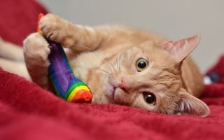 Картинка кошка, взгляд, игрушка, игра, рыжий, морда, ткань, кот