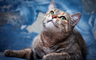 Картинка кошка, кот, голубой, мордочка, зеленоглазая, полосатая, смотрит, вверх, разводы, фон, лежит, взгляд