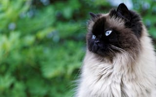 Картинка кошка, кот, пушистая, зелень, боке, голубоглазая, природа, фон, сиамская, взгляд, портрет
